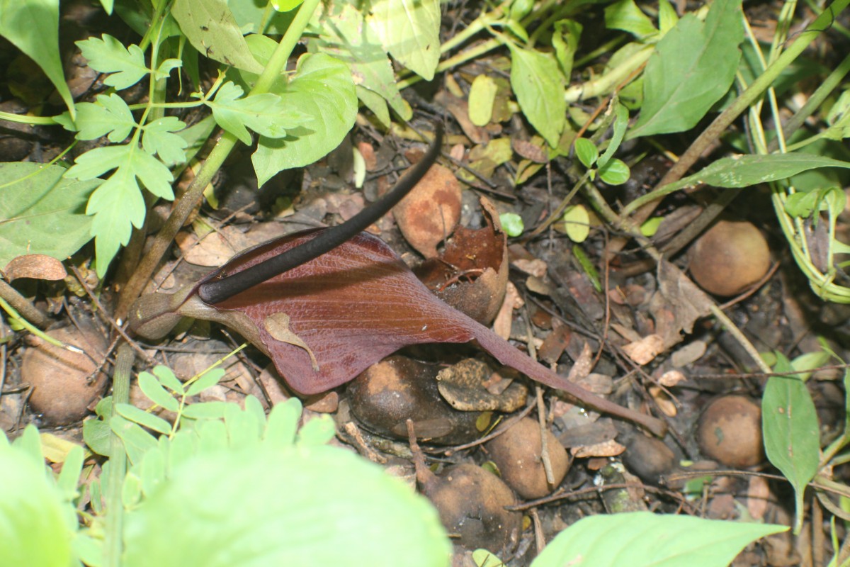 Typhonium roxburghii Schott